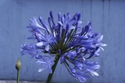 Afrikaanse Lelie (Agapanthus 'Ever Sapphire')