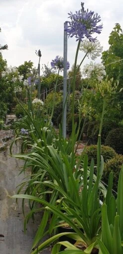 Afrikaanse Lelie (Agapanthus Umbellatus 'Ovatus') -Planten Verkoopwinkel agapanthus blauw 1