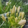 Afrikaanse Lelie (Agapanthus Umbellatus 'Albus') -Planten Verkoopwinkel agapanthus bloem