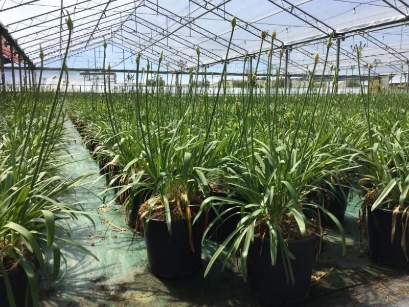 Afrikaanse Lelie (Agapanthus 'Blue Storm') 2 Afrikaanse Lelie (Agapanthus 'Blue Storm') - Afbeelding 2