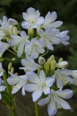 Afrikaanse Lelie (Agapanthus Africanus 'Silver Baby')