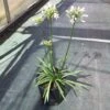 Afrikaanse Lelie (Agapanthus 'White Storm') -Planten Verkoopwinkel agapanthus white storm