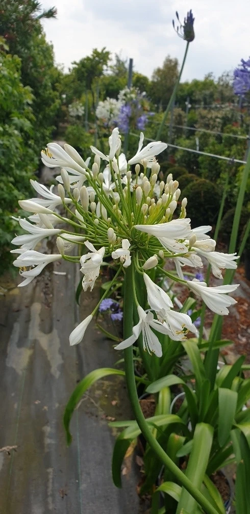 Afrikaanse Lelie (Agapanthus Umbellatus 'Albus') 3 Afrikaanse Lelie (Agapanthus Umbellatus 'Albus') - Afbeelding 3