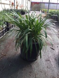 Afrikaanse Lelie (Agapanthus Africanus 'Silver Baby') -Planten Verkoopwinkel agapanthusafricanus01 2