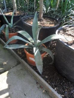 Agave (Agave Americana) -Planten Verkoopwinkel agave americana c20 40 60