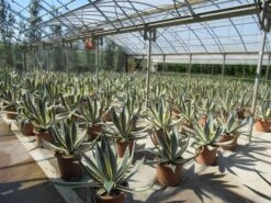 Agave (Agave Americana 'Variegata') 13 Agave (Agave Americana 'Variegata') -Planten Verkoopwinkel agave americana variegata 1