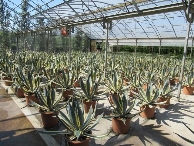 Agave (Agave Americana 'Variegata') 7 Agave (Agave Americana 'Variegata') - Afbeelding 7