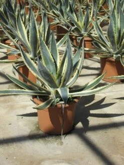 Agave (Agave Americana 'Variegata') -Planten Verkoopwinkel agave americana variegata 2