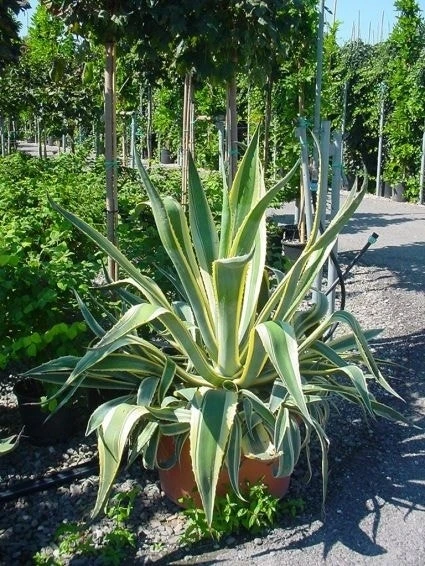 Agave (Agave Americana 'Variegata') 3 Agave (Agave Americana 'Variegata') - Afbeelding 3
