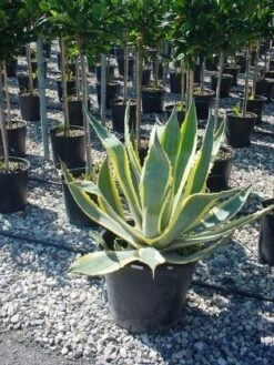 Agave (Agave Americana 'Variegata') 11 Agave (Agave Americana 'Variegata') -Planten Verkoopwinkel agave americana variegata 4 1 1