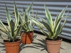 Agave (Agave Americana 'Variegata') -Planten Verkoopwinkel agave americana variegata 5