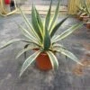 Agave (Agave Americana 'Variegata') -Planten Verkoopwinkel agave americana variegata c12 1