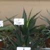 Winterharde Agave (Agave 'Gentryi Jaws') -Planten Verkoopwinkel agave gentryi jaws