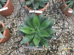 Winterharde Agave (Agave Montana) -Planten Verkoopwinkel agave montana