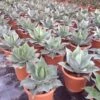 Winterharde Agave (Agave Ovalifolia) -Planten Verkoopwinkel agave ovalifolia