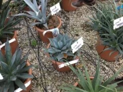 Winterharde Agave (Agave Parrasana) -Planten Verkoopwinkel agave parrasana