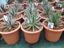 Winterharde Agave (Agave Shidigera) -Planten Verkoopwinkel agave shidigera c12