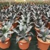 Winterharde Agave (Agave Colorata 'Supreme') -Planten Verkoopwinkel agavecolorata