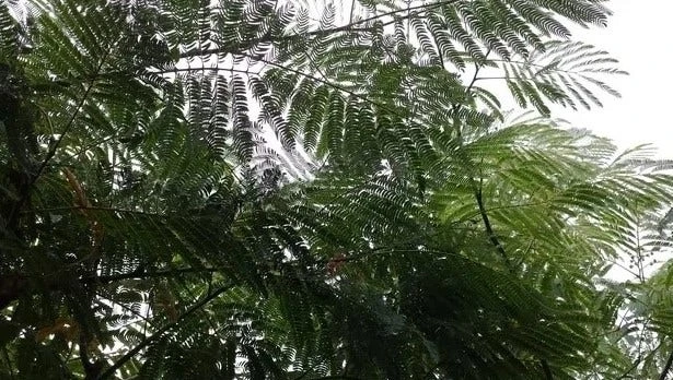 Perzische Slaapboom Als Struik (Albizia Julibrissin) 2 Perzische Slaapboom Als Struik (Albizia Julibrissin) - Afbeelding 2