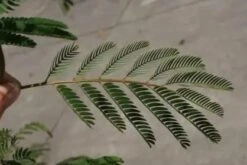 Perzische Slaapboom Als Struik (Albizia Julibrissin) 5 Perzische Slaapboom Als Struik (Albizia Julibrissin) -Planten Verkoopwinkel albizia julibrissin blad 2