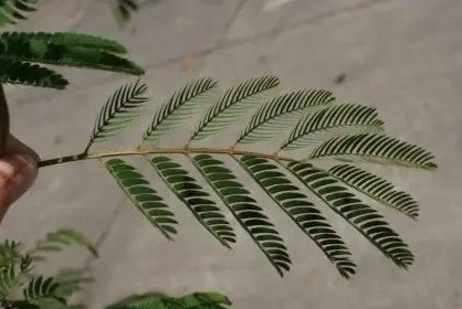 Perzische Slaapboom Als Struik (Albizia Julibrissin) 3 Perzische Slaapboom Als Struik (Albizia Julibrissin) - Afbeelding 3