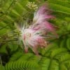 Perzische Slaapboom Als Struik (Albizia Julibrissin) -Planten Verkoopwinkel albizia julibrissin bloem