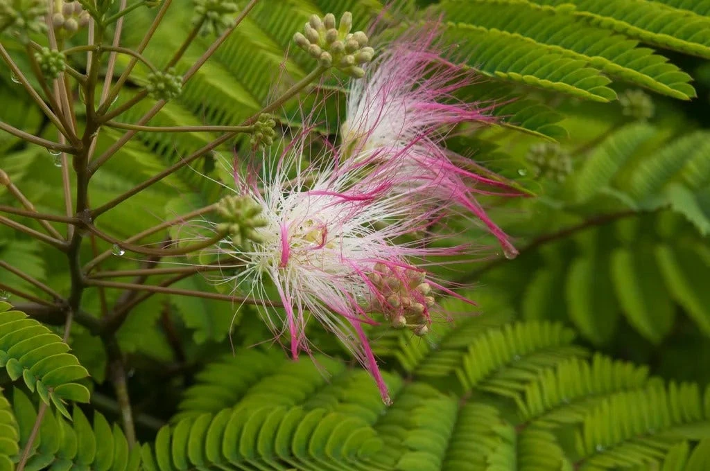 Perzische Slaapboom Als Struik (Albizia Julibrissin) 1 Perzische Slaapboom Als Struik (Albizia Julibrissin)