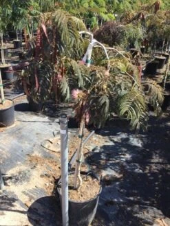 Perzische Slaapboom Als Halfstam (Albizia 'Chocolate Fountain') -Planten Verkoopwinkel albizia julibrissin chocolate fountain r halfstam