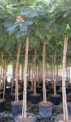 Perzische Slaapboom Op Stam (Albizia Julibrissin 'Ombrella' ) -Planten Verkoopwinkel albizia julibrissin ombrella 10 12 1