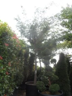 Perzische Slaapboom Op Stam (Albizia Julibrissin 'Ombrella' ) -Planten Verkoopwinkel albizia julibrissin ombrella 40 45ho c1000