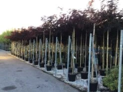 Perzische Slaapboom Als Boom (Albizia Julibrissin 'Summer Chocolate') 14 Perzische Slaapboom Als Boom (Albizia Julibrissin 'Summer Chocolate') -Planten Verkoopwinkel albizia julibrissin summer chocolate r 10 12 1