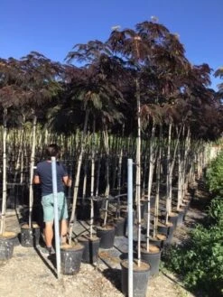 Perzische Slaapboom Als Boom (Albizia Julibrissin 'Summer Chocolate') -Planten Verkoopwinkel albizia julibrissin summer chocolate r 8 10