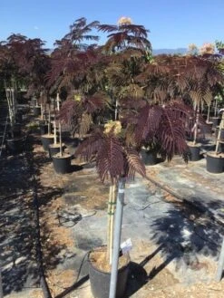 Perzische Slaapboom Als Halfstam (Albizia 'Summer Chocolate')