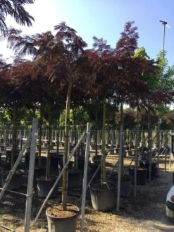 Perzische Slaapboom Als Boom (Albizia Julibrissin 'Summer Chocolate') -Planten Verkoopwinkel albizia sumer chocolate 14 16 2