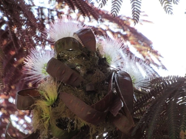 Perzische Slaapboom Als Boom (Albizia Julibrissin 'Summer Chocolate') 12 Perzische Slaapboom Als Boom (Albizia Julibrissin 'Summer Chocolate') - Afbeelding 12