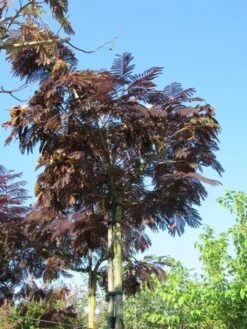 Perzische Slaapboom Als Boom (Albizia Julibrissin 'Summer Chocolate') 19 Perzische Slaapboom Als Boom (Albizia Julibrissin 'Summer Chocolate') -Planten Verkoopwinkel albizia summer chocolate 2 1