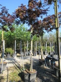 Perzische Slaapboom Als Boom (Albizia Julibrissin 'Summer Chocolate') 20 Perzische Slaapboom Als Boom (Albizia Julibrissin 'Summer Chocolate') -Planten Verkoopwinkel albizia summer chocolate 3 1