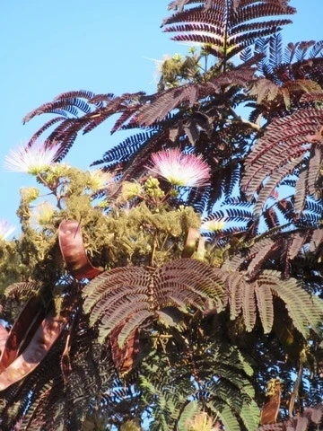 Perzische Slaapboom Als Boom (Albizia Julibrissin 'Summer Chocolate') 9 Perzische Slaapboom Als Boom (Albizia Julibrissin 'Summer Chocolate') - Afbeelding 9