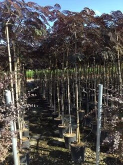 Perzische Slaapboom Als Boom (Albizia Julibrissin 'Summer Chocolate') 23 Perzische Slaapboom Als Boom (Albizia Julibrissin 'Summer Chocolate') -Planten Verkoopwinkel albizia summer chocolate 6 8 1