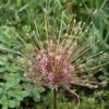 Sierui (Allium Schubertii) -Planten Verkoopwinkel allium schubertii4 1