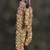 Zwarte Els, Bosplantsoen (Alnus Glutinosa) -Planten Verkoopwinkel alnus glutinosa 01 1