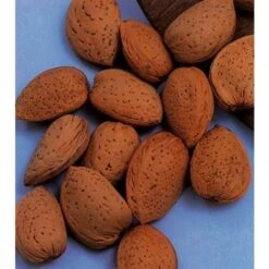 Amandelboom (Prunus Dulcis) -Planten Verkoopwinkel amandelboom prunus dulcis robijn prunus dulcis robijn amandel 8f2