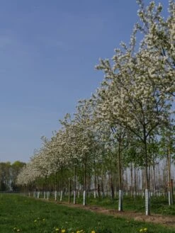 Krent Als Boom (Amelanchier Lamarckii) 7 Krent Als Boom (Amelanchier Lamarckii) -Planten Verkoopwinkel amelanchier lamarckii s 18 20 25 bloesem 2