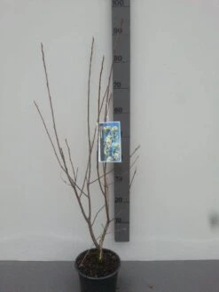 Krentenboom (Amelanchier Laevis 'Ballerina') -Planten Verkoopwinkel amelanchier ballerina 1