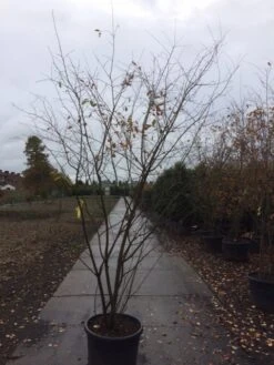 Krentenboom Als Struik (Amelanchier Lamarckii) -Planten Verkoopwinkel amelanchier lamarckii 2