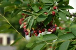 Krent Als Boom (Amelanchier Lamarckii) -Planten Verkoopwinkel amelanchier lamarckii bessen