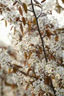 Meerstammige Krentenboom (Amelanchier Lamarckii) -Planten Verkoopwinkel amelanchier lamarckii01 3