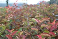 Krentenboom Als Struik (Amelanchier Lamarckii) -Planten Verkoopwinkel amelanchier lamarckii 2 1 2