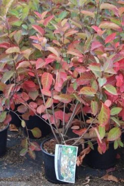Krentenboom Als Struik (Amelanchier Lamarckii) -Planten Verkoopwinkel amelanchier lamarckii 3 1 1