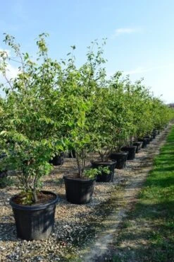 Meerstammige Krentenboom (Amelanchier Lamarckii) -Planten Verkoopwinkel amelanchierlammarckii01 3